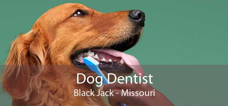 Dog Dentist Black Jack - Missouri