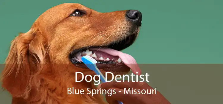 Dog Dentist Blue Springs - Missouri