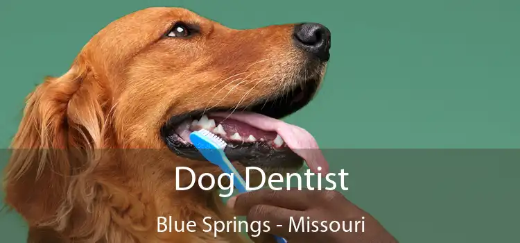 Dog Dentist Blue Springs - Missouri
