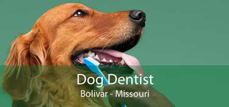 Dog Dentist Bolivar - Missouri
