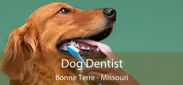 Dog Dentist Bonne Terre - Missouri