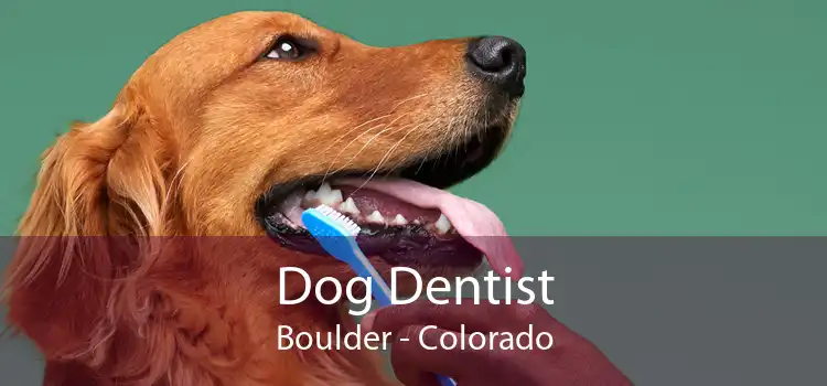 Dog Dentist Boulder - Colorado