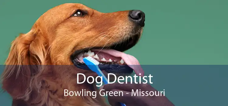 Dog Dentist Bowling Green - Missouri