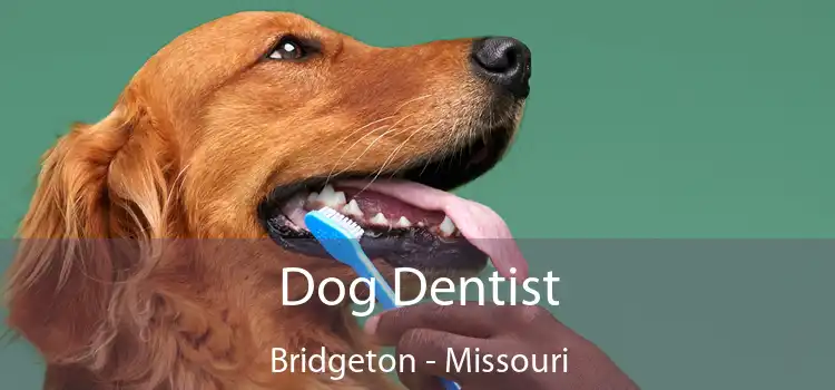 Dog Dentist Bridgeton - Missouri