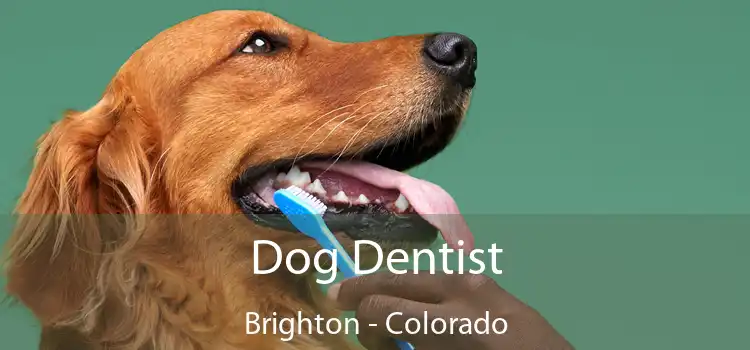 Dog Dentist Brighton - Colorado