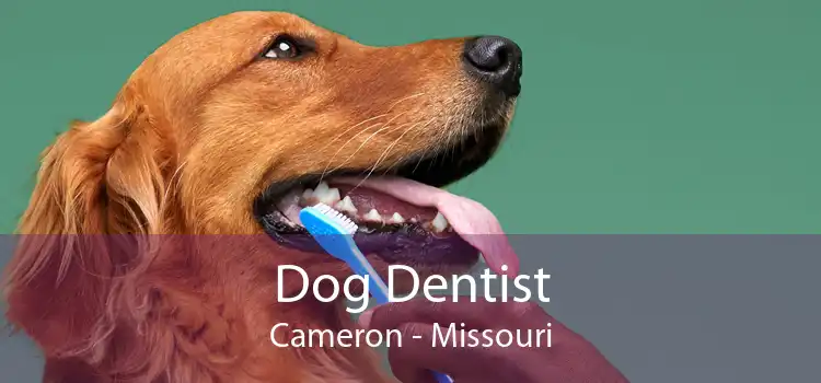 Dog Dentist Cameron - Missouri