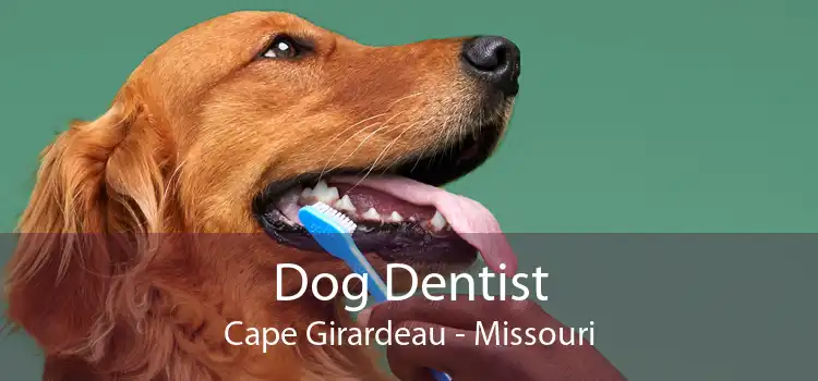 Dog Dentist Cape Girardeau - Missouri