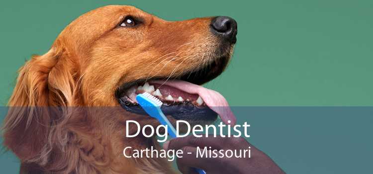 Dog Dentist Carthage - Missouri