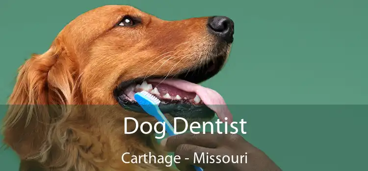 Dog Dentist Carthage - Missouri