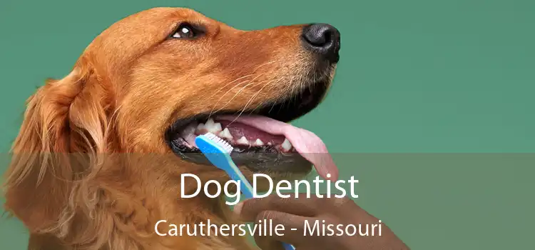 Dog Dentist Caruthersville - Missouri