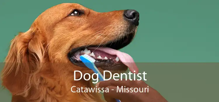 Dog Dentist Catawissa - Missouri