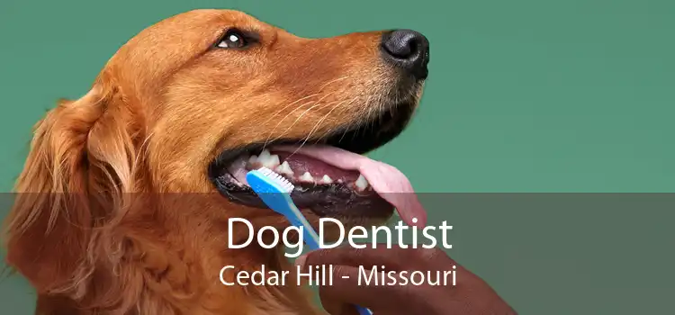 Dog Dentist Cedar Hill - Missouri