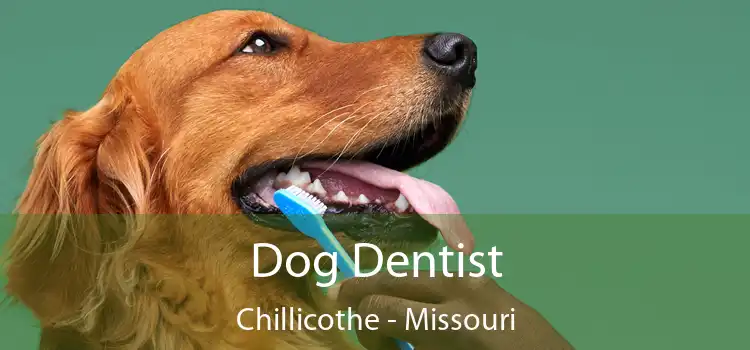 Dog Dentist Chillicothe - Missouri