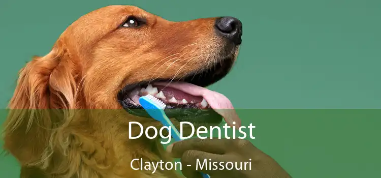Dog Dentist Clayton - Missouri