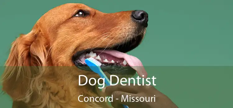 Dog Dentist Concord - Missouri