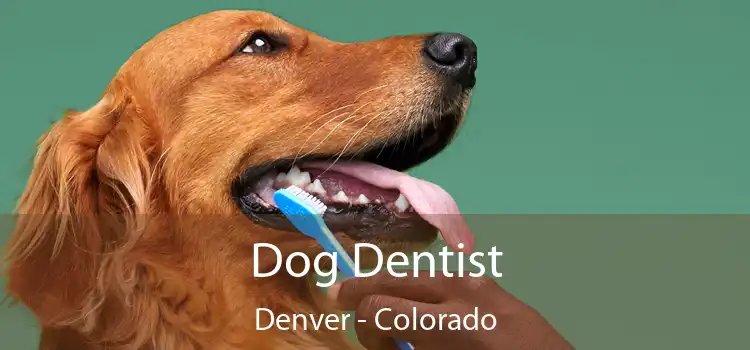 Dog Dentist Denver - Colorado