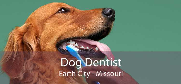 Dog Dentist Earth City - Missouri