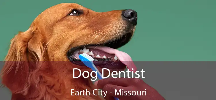 Dog Dentist Earth City - Missouri