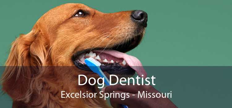 Dog Dentist Excelsior Springs - Missouri