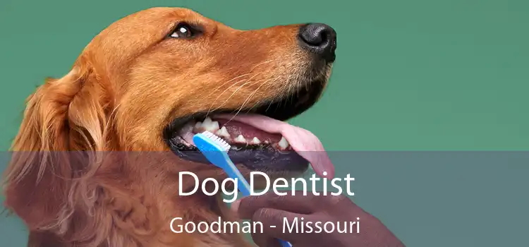 Dog Dentist Goodman - Missouri