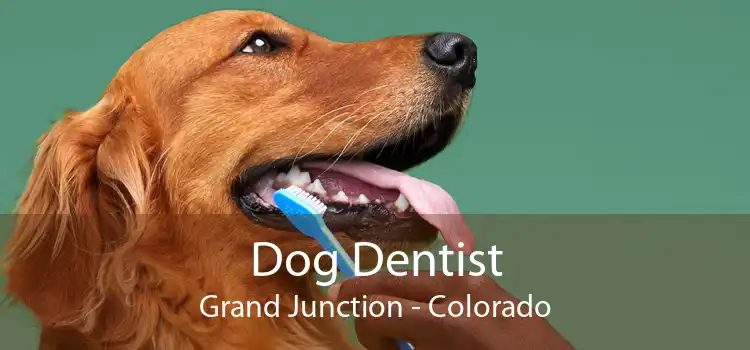 Dog Dentist Grand Junction - Colorado