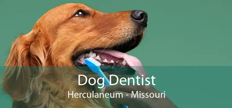 Dog Dentist Herculaneum - Missouri