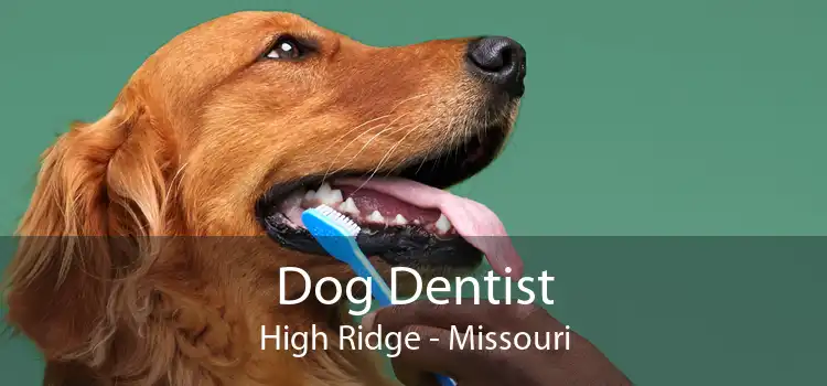 Dog Dentist High Ridge - Missouri