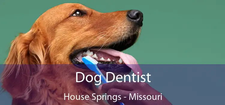 Dog Dentist House Springs - Missouri