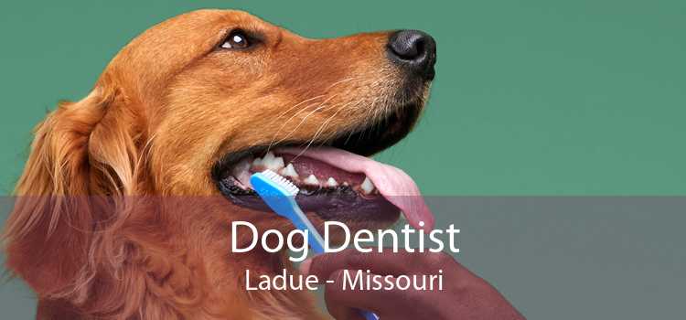 Dog Dentist Ladue - Missouri