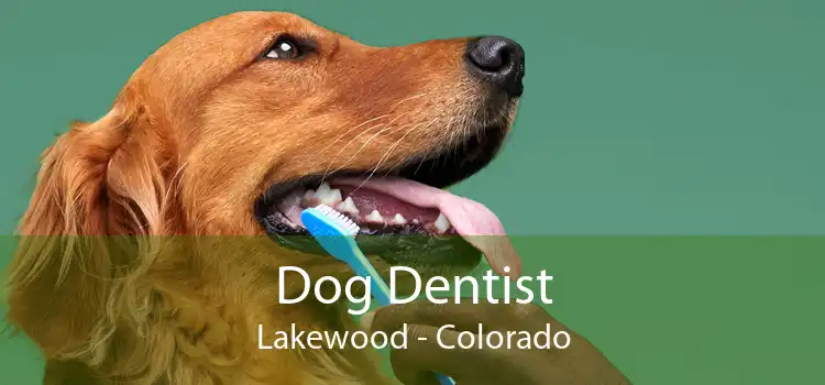 Dog Dentist Lakewood - Colorado
