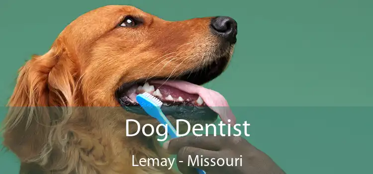Dog Dentist Lemay - Missouri