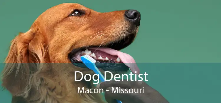 Dog Dentist Macon - Missouri