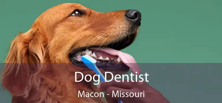 Dog Dentist Macon - Missouri