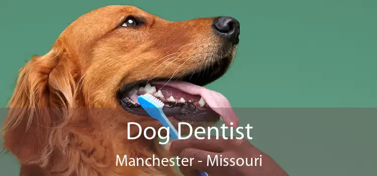 Dog Dentist Manchester - Missouri