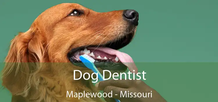 Dog Dentist Maplewood - Missouri