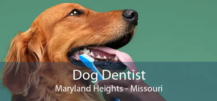 Dog Dentist Maryland Heights - Missouri