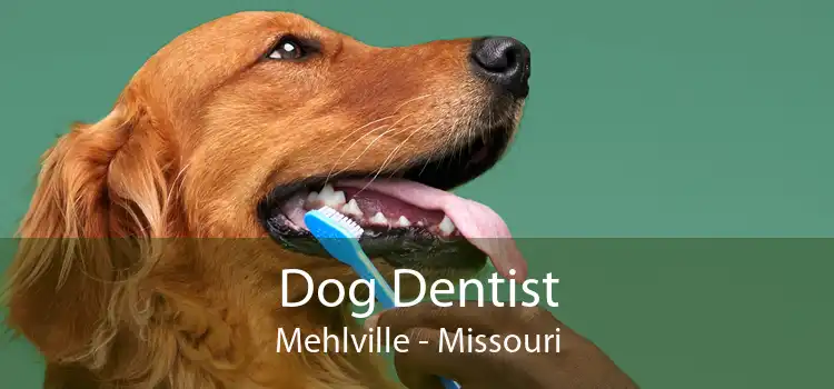 Dog Dentist Mehlville - Missouri