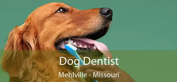 Dog Dentist Mehlville - Missouri