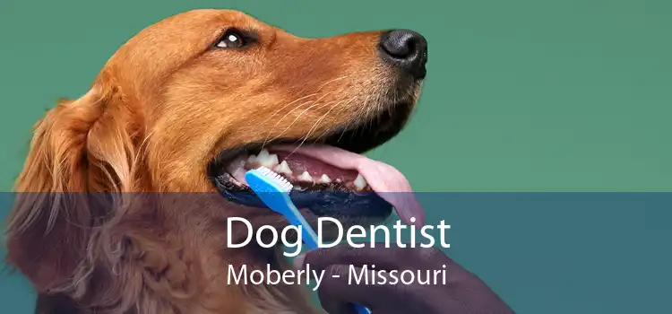 Dog Dentist Moberly - Missouri