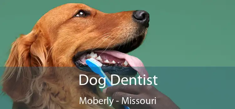 Dog Dentist Moberly - Missouri