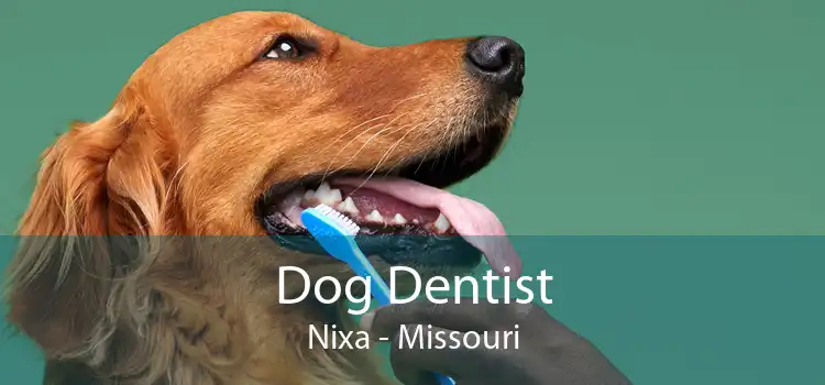 Dog Dentist Nixa - Missouri
