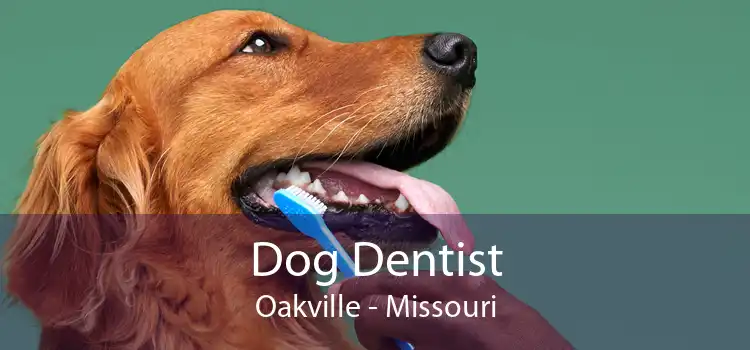 Dog Dentist Oakville - Missouri