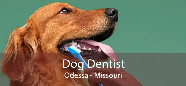 Dog Dentist Odessa - Missouri