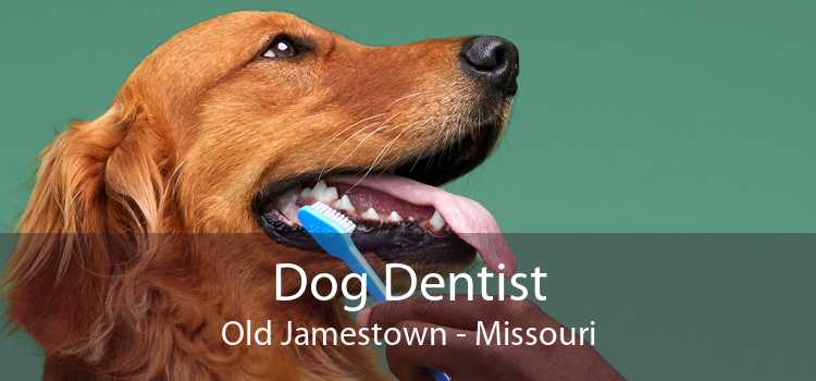 Dog Dentist Old Jamestown - Missouri