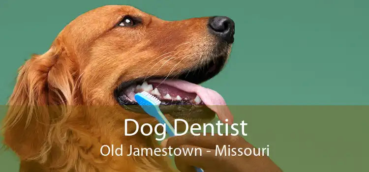Dog Dentist Old Jamestown - Missouri