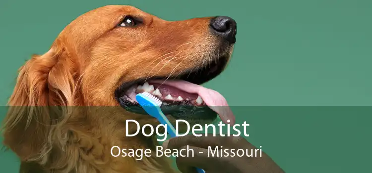Dog Dentist Osage Beach - Missouri