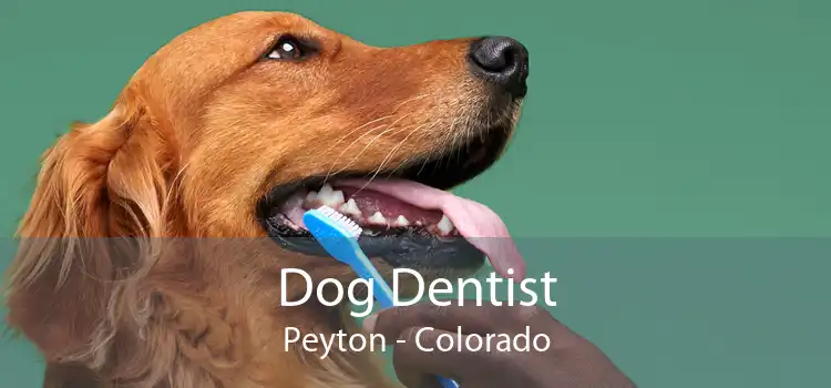 Dog Dentist Peyton - Colorado