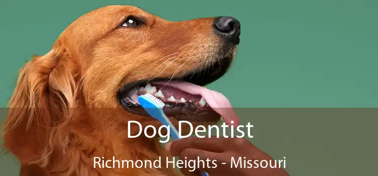Dog Dentist Richmond Heights - Missouri