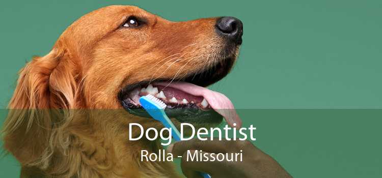 Dog Dentist Rolla - Missouri