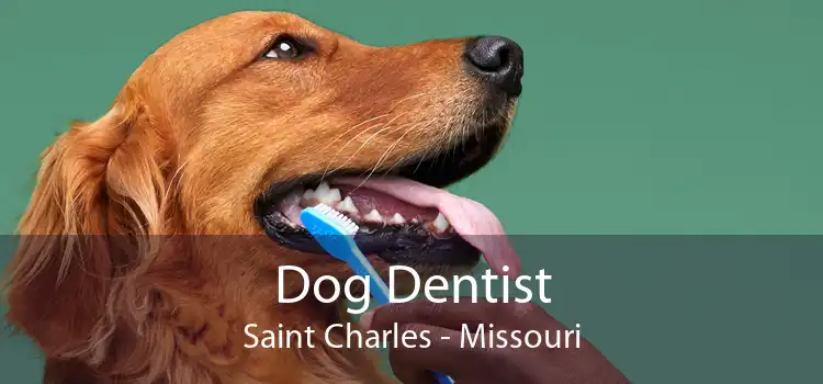 Dog Dentist Saint Charles - Missouri